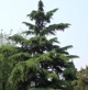 درخت سدر دیودار یا کاج هیمالیا